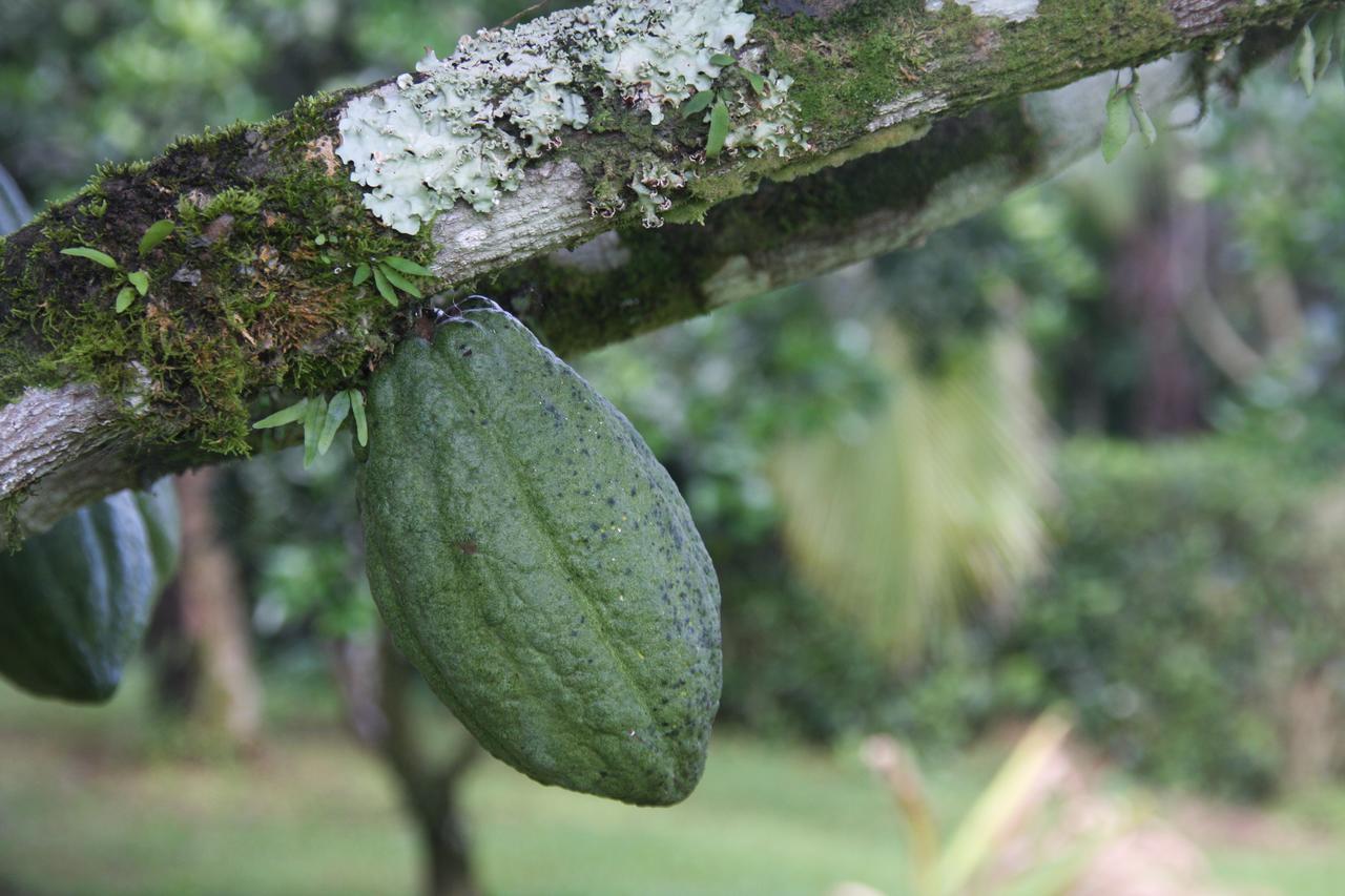 Finca Amistad Cacao Lodge Bijagua Exterior photo