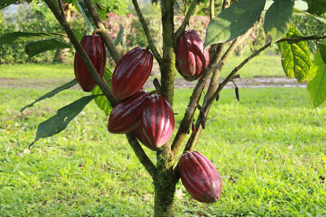 Finca Amistad Cacao Lodge Bijagua Exterior photo